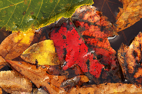 Multicolor of Leaves in Creek Bed, Arkansas by Gale Rainwater