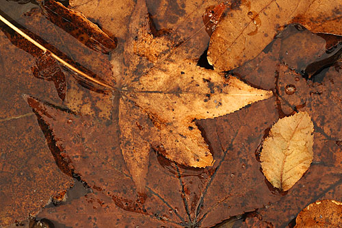 Creekbed Fall Leaves, Arkansas by Gale Rainwater